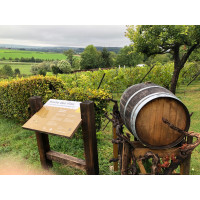 Limburg Wine Walk 